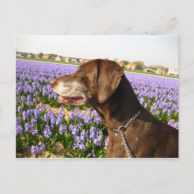 Carte Postale Pointeur et fleurs allemands (Devant)