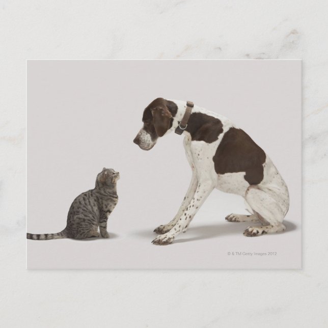 Carte Postale Pointeur regardant en bas du chat (Devant)