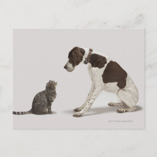 Carte Postale Pointeur regardant en bas du chat