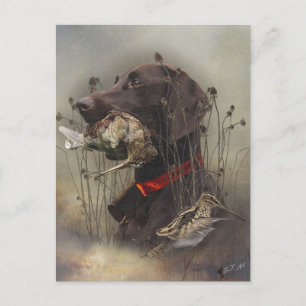 Carte Postale Pointeurs allemands à poils courts