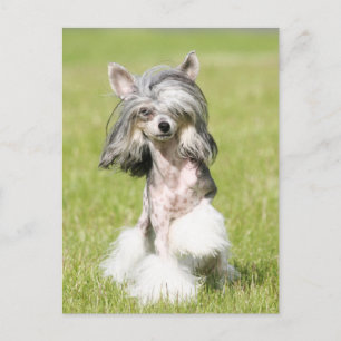 Carte Postale Pointing Sheeba