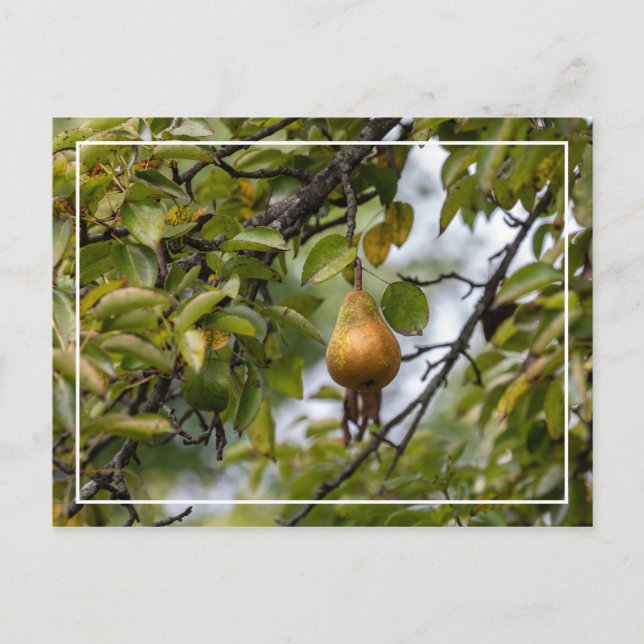Carte Postale Poire Bosc Sur L'Arbre (Devant)