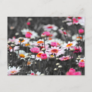 Carte Postale Poireaux roses : rose Fleur Couleur Tache Photogra