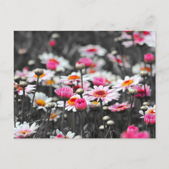 Carte Postale Poireaux roses : rose Fleur Couleur Tache Photogra (Devant)