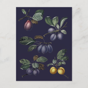 Carte Postale Poires vintages et prunes