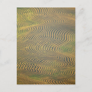 Carte Postale Pois de lentille et en attente de récolte dans