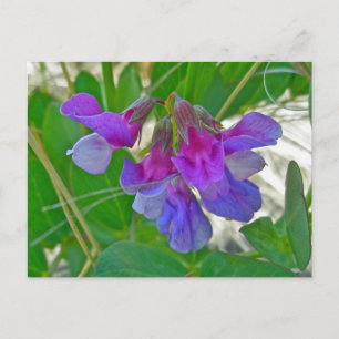 Carte Postale Pois de plage (Lathyrus maritimus) Éléments de coo