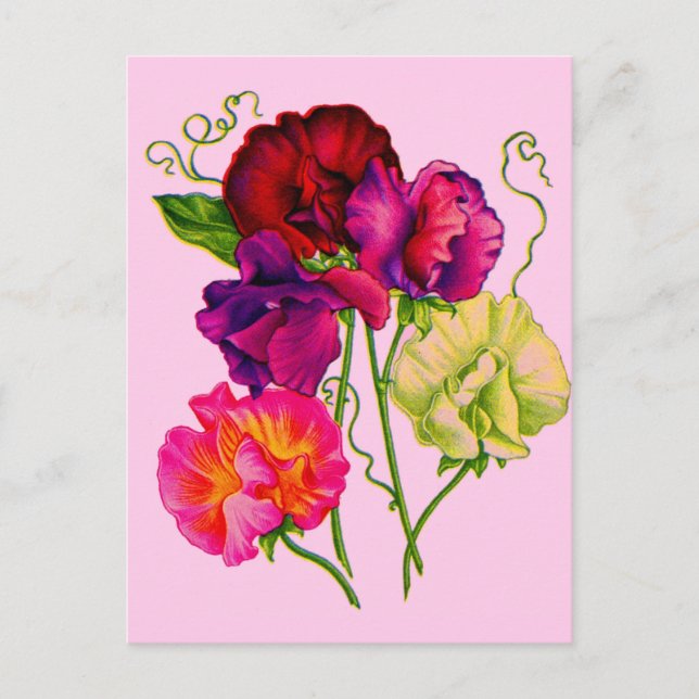 Carte Postale pois doux en violet et rose (Devant)