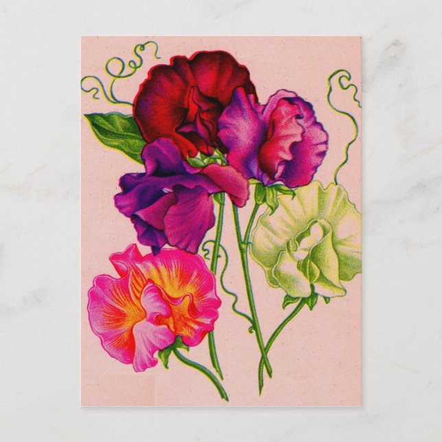 Carte Postale pois doux en violet et rose (Devant)