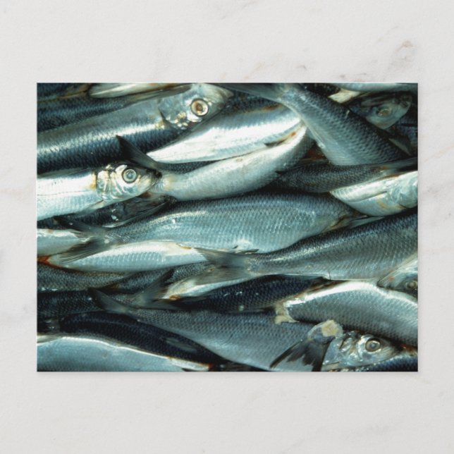 Carte Postale Poisson (Devant)