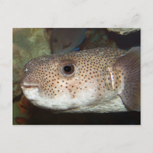 Carte Postale Poisson