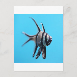 Carte Postale Poisson