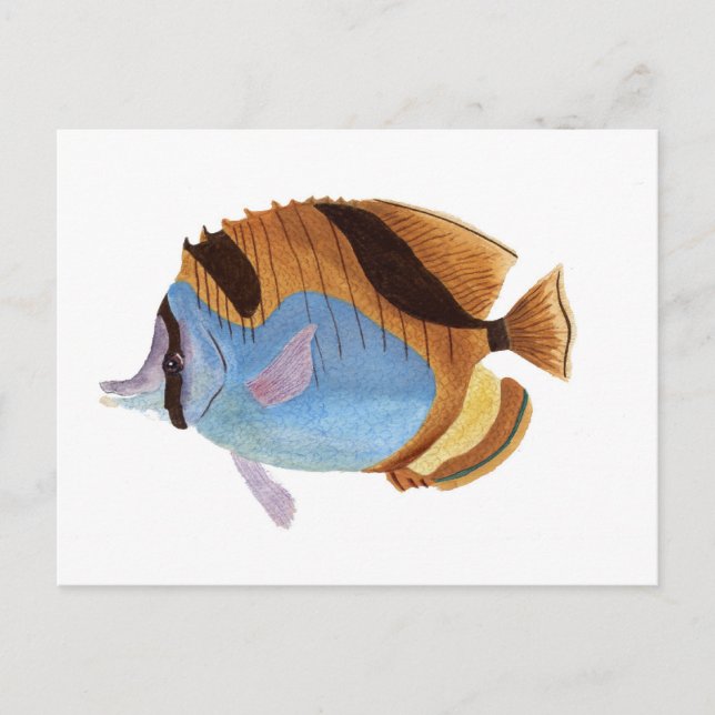 Carte Postale Poisson (Devant)