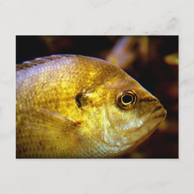 Carte Postale Poisson (Devant)