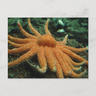 Carte Postale Poisson