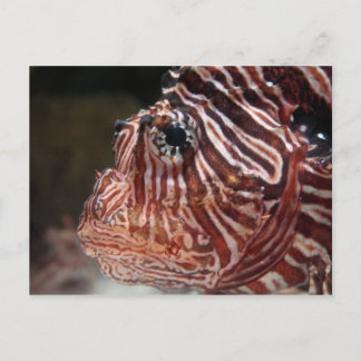 Carte Postale Poisson
