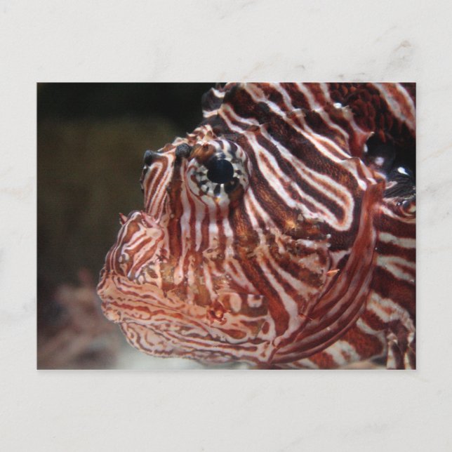 Carte Postale Poisson (Devant)