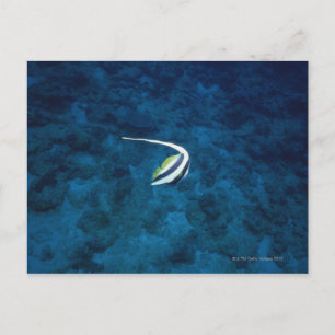 Carte Postale Poisson 2