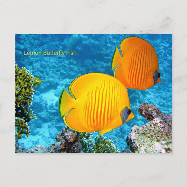 Carte Postale Poisson à papillon de citron (Devant)