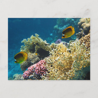 Carte Postale Poisson à papillon jaune et noir