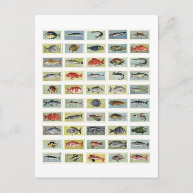 Carte Postale Poisson africain (Devant)