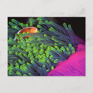 Carte Postale Poisson Anémone se cachant dans une Anémone, Mozam