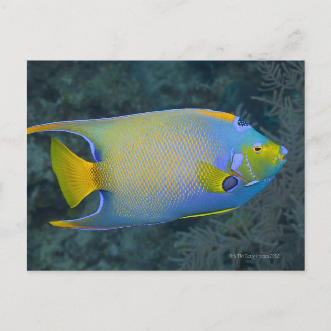 Carte Postale Poisson-ange (Devant)