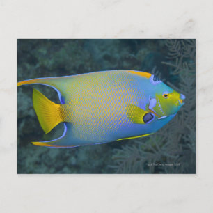 Carte Postale Poisson-ange