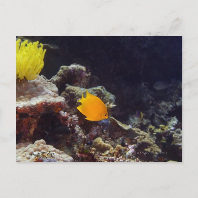 Carte Postale Poisson-ange du Herald (Centropyge heraldi) nage (Devant)
