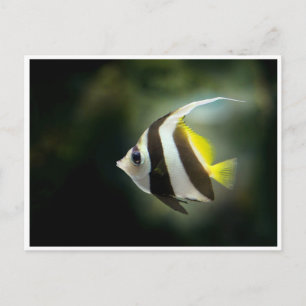 Carte postale Poisson-ange jaune noir et blanc