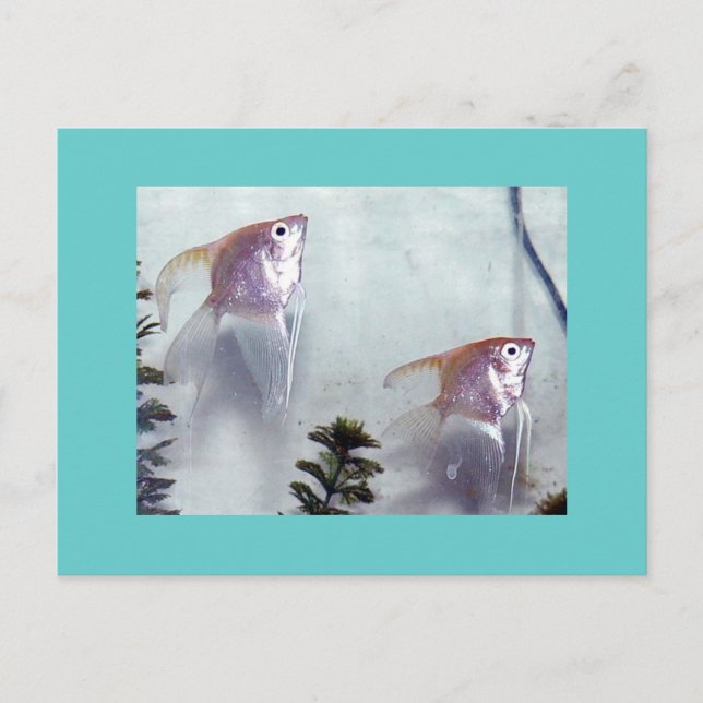 Carte Postale Poisson-ange perle argenté (Devant)