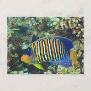 Carte Postale Poisson-ange royal juvénile Pygoplites