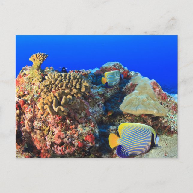 Carte Postale Poisson-ange royal Pygoplites diacanthus), (Devant)