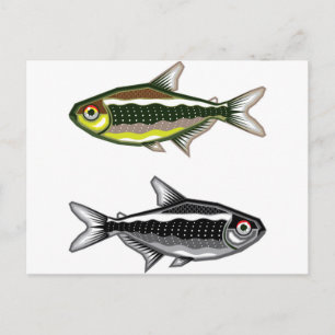 Carte Postale Poisson aquarium Neon Tetra