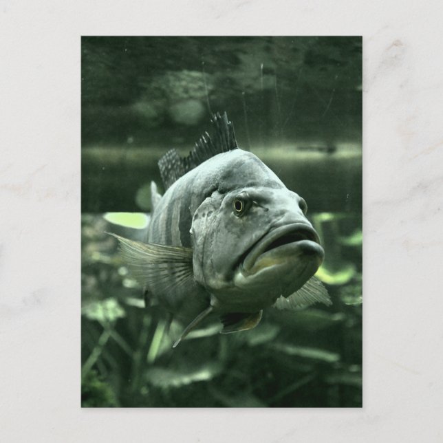 Carte Postale Poisson aquatique moche (Devant)