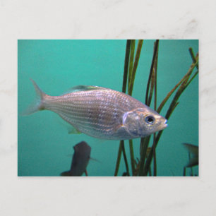 Carte Postale Poisson argenté