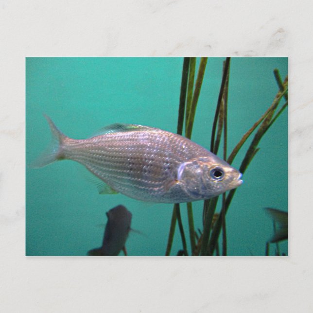 Carte Postale Poisson argenté (Devant)