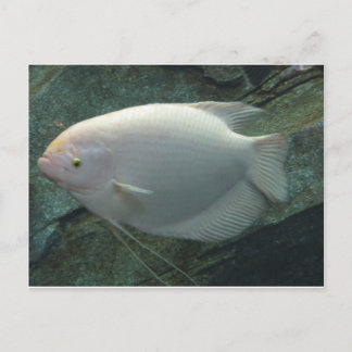 Carte Postale Poisson blanc