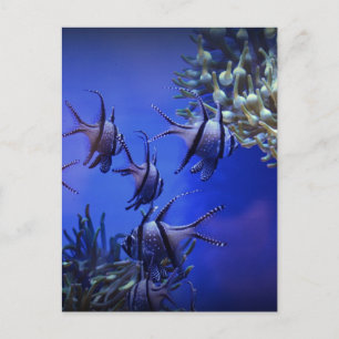 Carte Postale Poisson blanc et noir en mer Bleue profonde