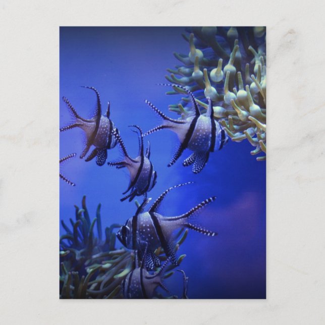 Carte Postale Poisson blanc et noir en mer Bleue profonde (Devant)