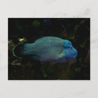 Carte Postale Poisson bleu cool