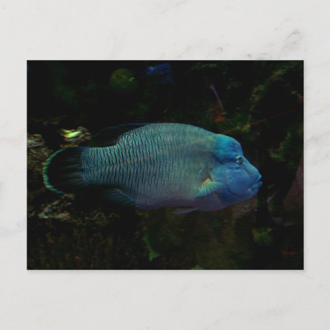 Carte Postale Poisson bleu cool (Devant)