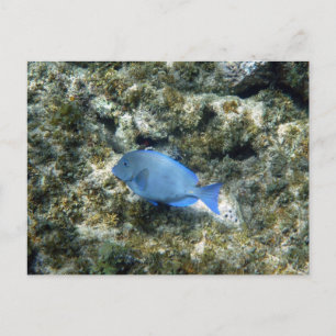 Carte Postale poisson bleu de roatán