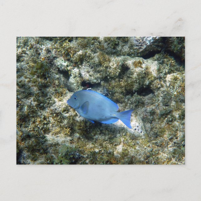 Carte Postale poisson bleu de roatán (Devant)