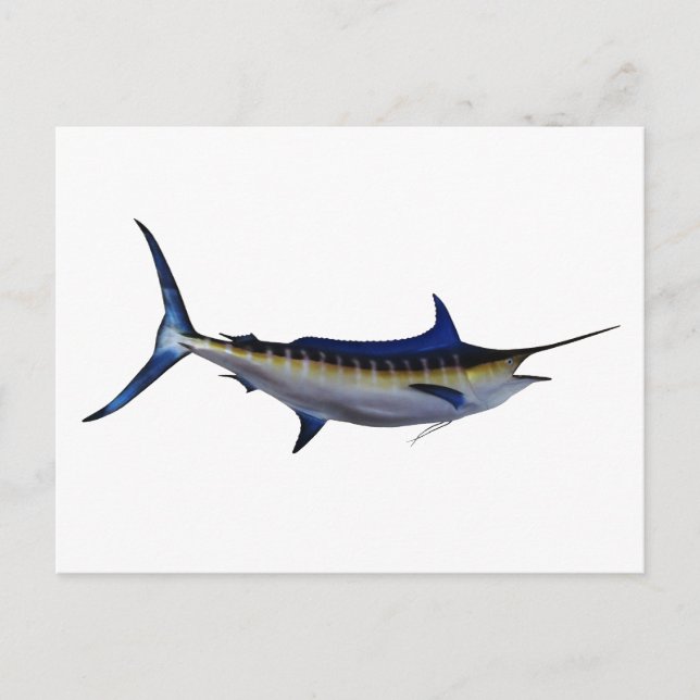 Carte Postale Poisson bleu Marlin (Devant)