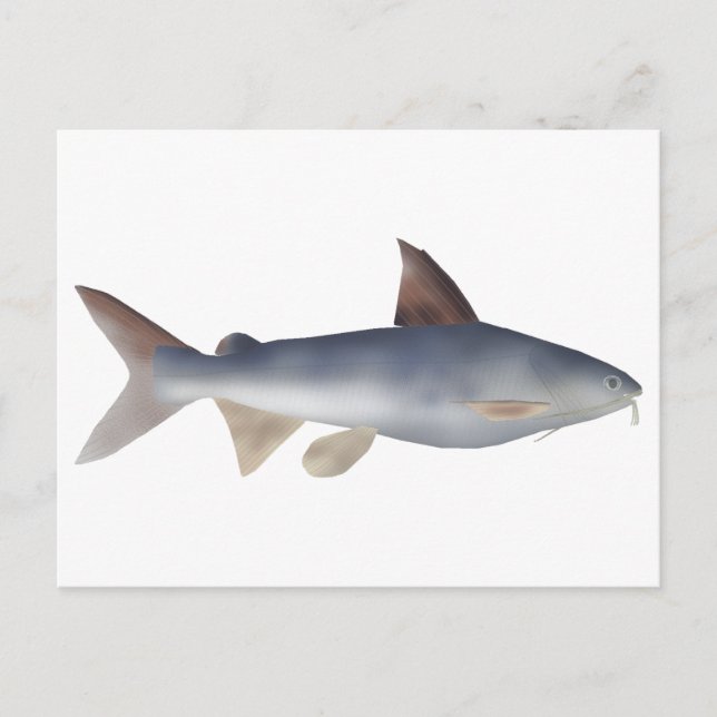 Carte Postale Poisson-chat tacheté (Devant)