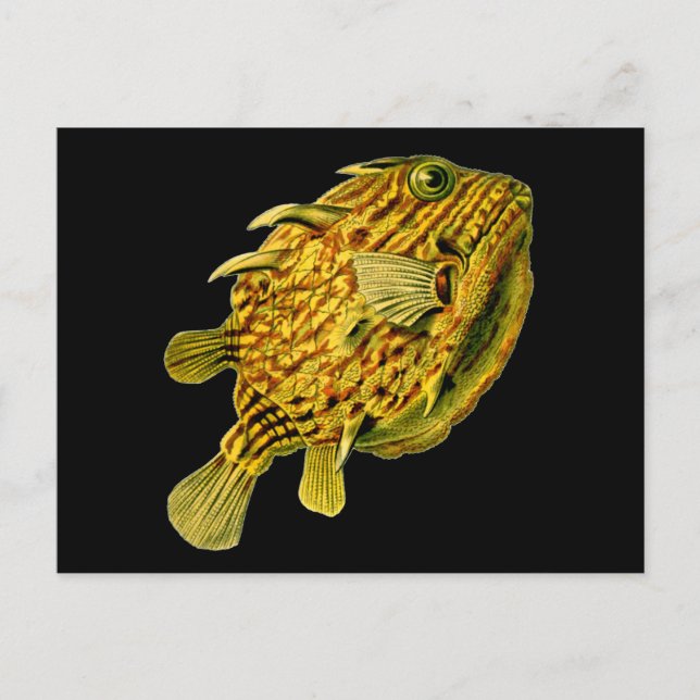 Carte Postale Poisson-chien rayé Ernst Haeckel Art raffiné (Devant)