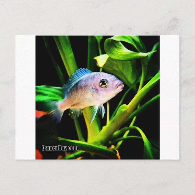 Carte Postale Poisson Cichlid Africain Exotique (Devant)