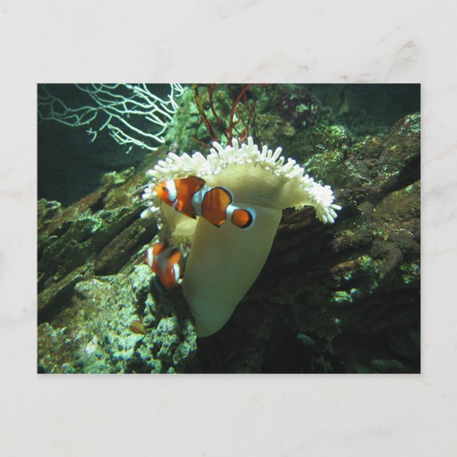 Carte Postale Poisson clown (Devant)