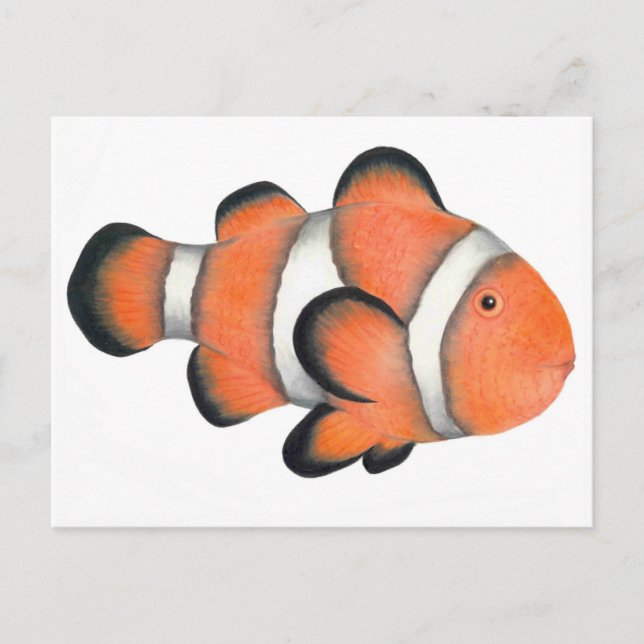 Carte Postale Poisson clown (Devant)